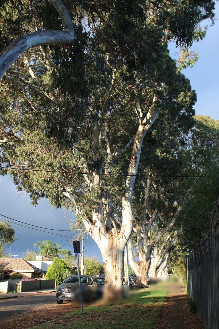 Valued stand of Yellow Box street trees on Brown Street in Banyule