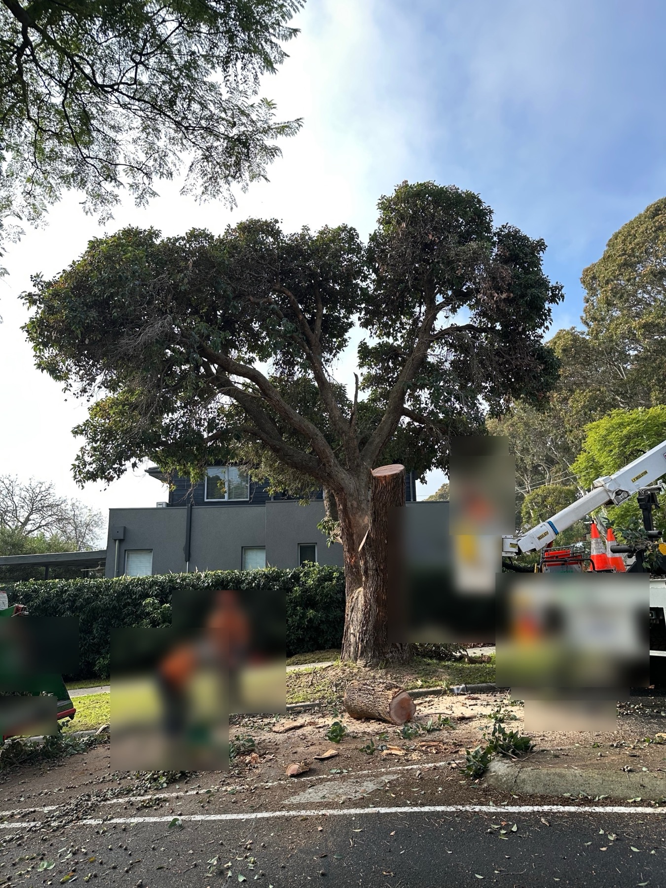 Major pruning works on a mature Banyule street tree near Martin Street and Brown Street