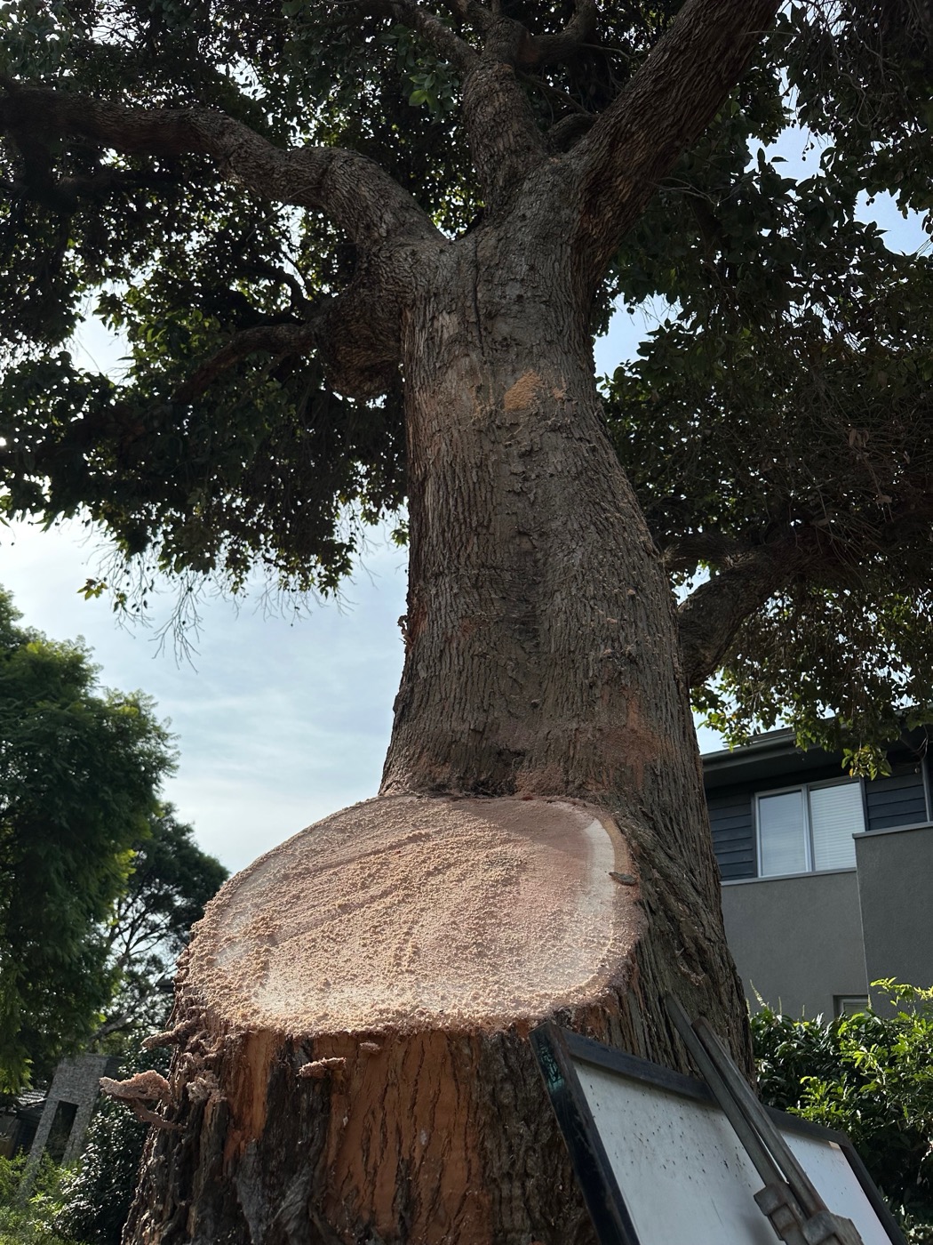 Red flowering gum affected by major pruning works near Martin Street and Brown Street in Banyule