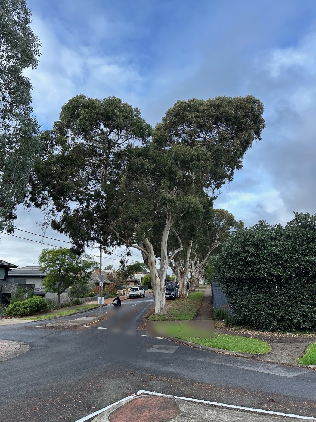 Yellow Box street tree proposed for removal near Martin Street and Brown Street in Banyule