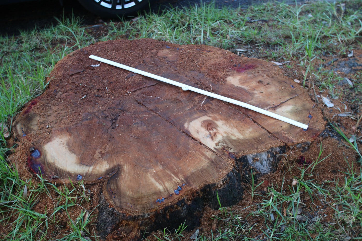 Recently removed Yellow Box street tree near Martin Street and Golders Road in Banyule